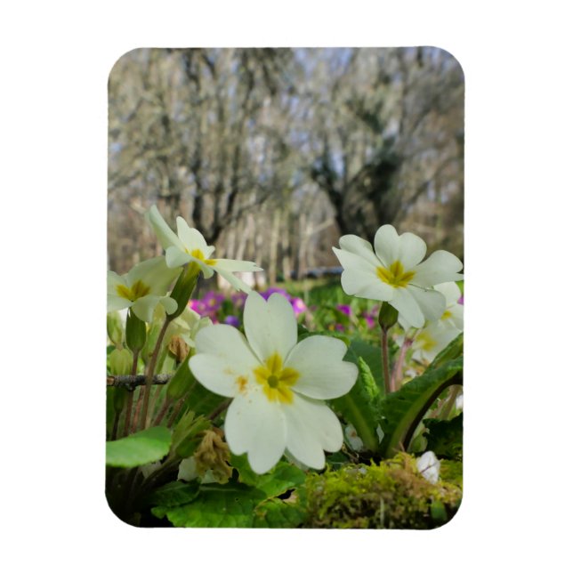 Magnet Flexible Harbinger du printemps (Vertical)