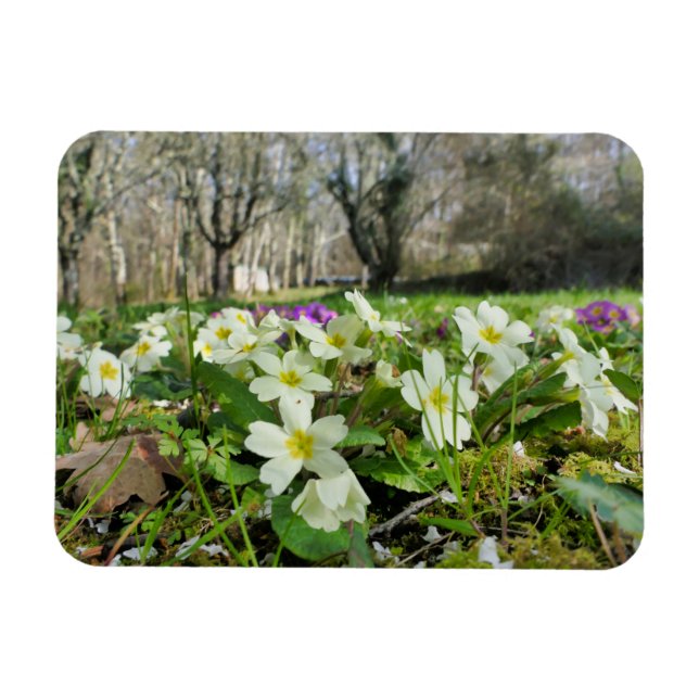 Magnet Flexible Harbinger du printemps (Horizontal)