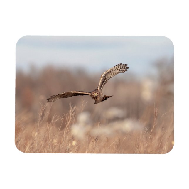 Magnet Flexible Harrier du Nord (Horizontal)