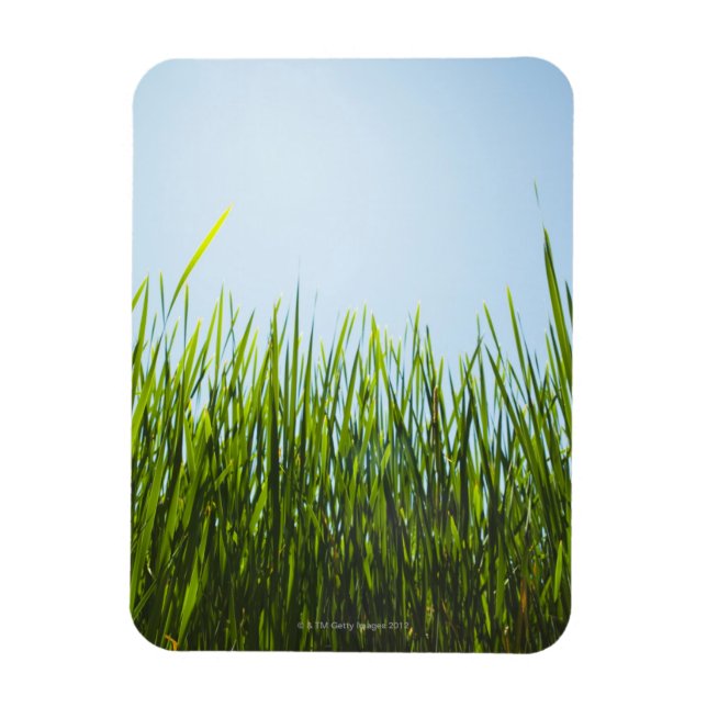 Magnet Flexible Haute herbe verte contre ciel bleu avec soleil (Vertical)