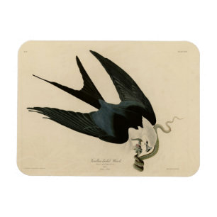 Magnet Flexible Hawk à queue avale - Audubon's Birds of America