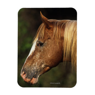 Magnet Flexible Headshot 1 de cheval d'Appaloosa