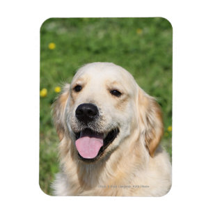 Magnet Flexible Headshot 1 de golden retriever