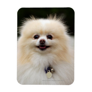 Magnet Flexible Headshot 1 de Pomeranian