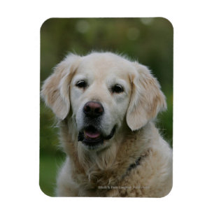 Magnet Flexible Headshot 2 de golden retriever