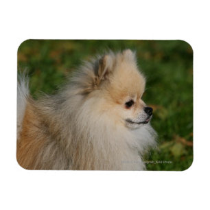 Magnet Flexible Headshot 2 de Pomeranian