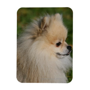 Magnet Flexible Headshot 2 de Pomeranian
