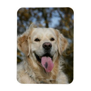 Magnet Flexible Headshot 3 de golden retriever