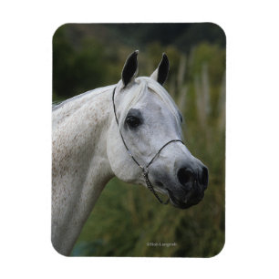 Magnet Flexible Headshot arabe 1 de cheval