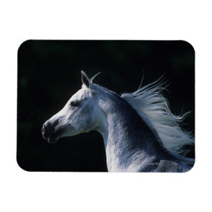 Magnet Flexible Headshot arabe 2 de cheval