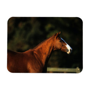 Magnet Flexible Headshot de cheval de pur sang