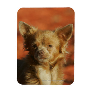 Magnet Flexible Headshot de chiot de chiwawa