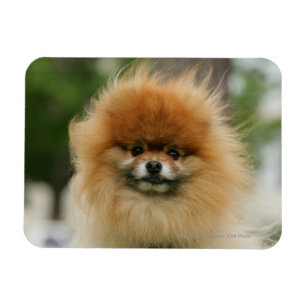 Magnet Flexible Headshot de Pomeranian regardant l'appareil-photo