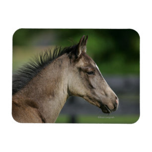 Magnet Flexible Headshot quart de poulain de cheval