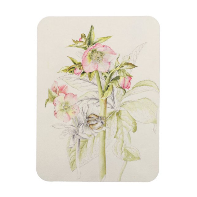 Magnet Flexible Hellebores (Vertical)