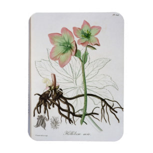 Magnet Flexible Helleborus Niger de "Phytographie Medicale" par J
