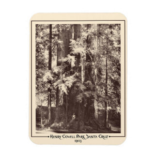 Magnet Flexible Henry Cowell Park, Père Noël Cruz, Californie 1903