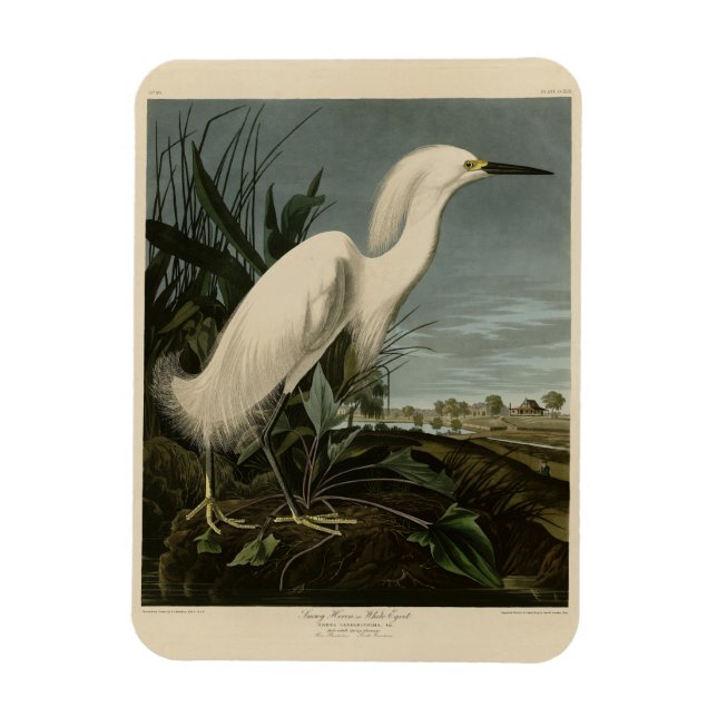 Magnet Flexible Héron de neige (Egret) - Les oiseaux d'Amérique d' (Vertical)