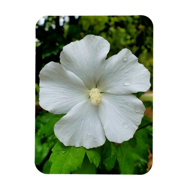 Magnet Flexible Hibiscus (Vertical)
