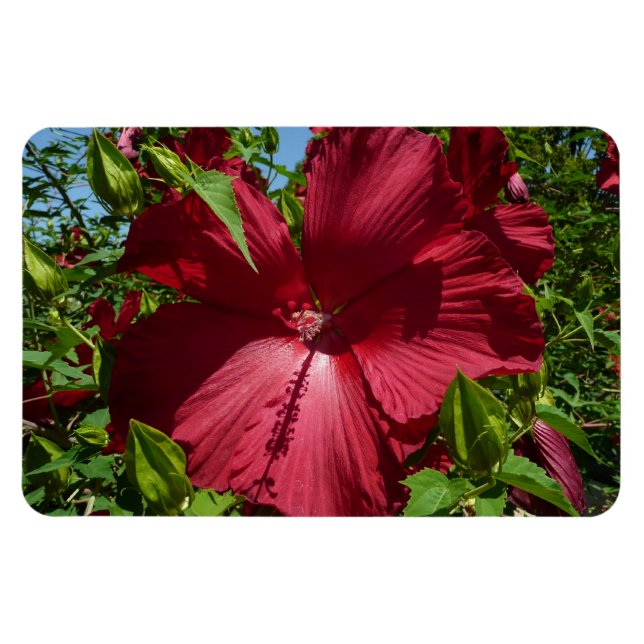 Magnet Flexible Hibiscus Flower and Blue Sky (Horizontal)