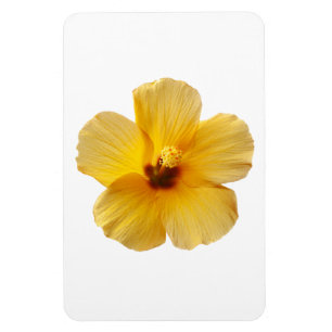 Magnet Flexible Hibiscus jaune Fleurs tropicales Florales