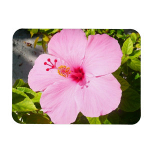 Magnet Flexible Hibiscus rose Fleur tropicale