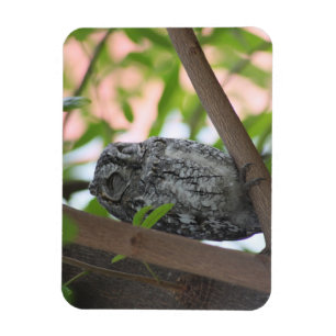 Magnet Flexible Hibou africain dormant dans un arbre