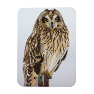 Magnet Flexible Hibou des marais sur poteau de clôture