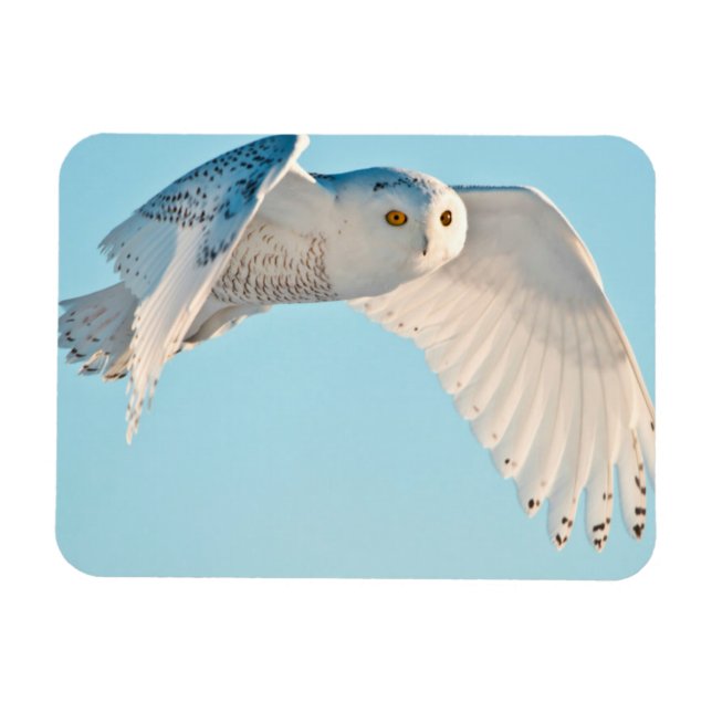 Magnet Flexible Hibou des neiges en vol (Horizontal)