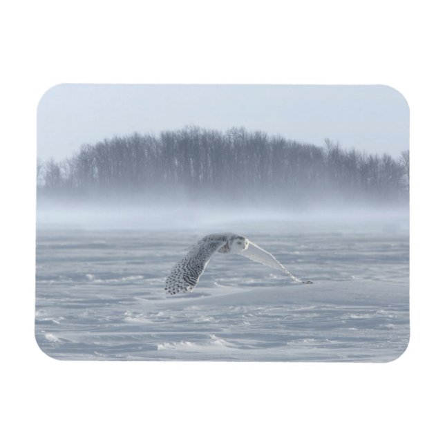 Magnet Flexible Hibou des neiges en vol en hiver (Horizontal)