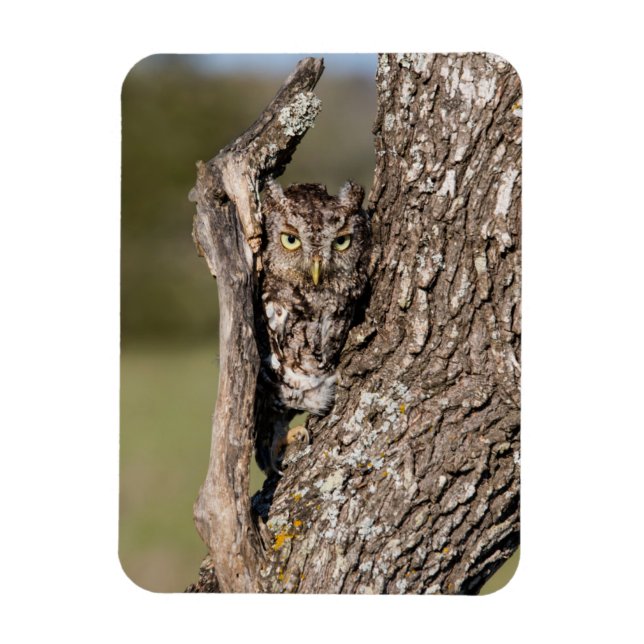 Magnet Flexible Hibou petit-duc de l'Est (Vertical)