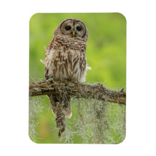 Magnet Flexible Hibou rayé sur branche d'arbre