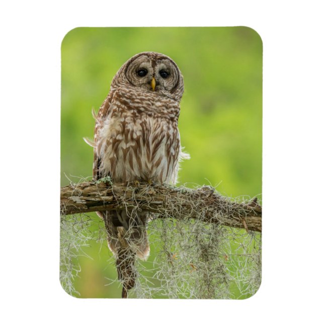 Magnet Flexible Hibou rayé sur une branche d'arbre (Vertical)