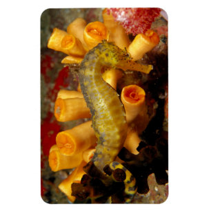 Magnet Flexible Hippocampe de Thaïlande, gros plan