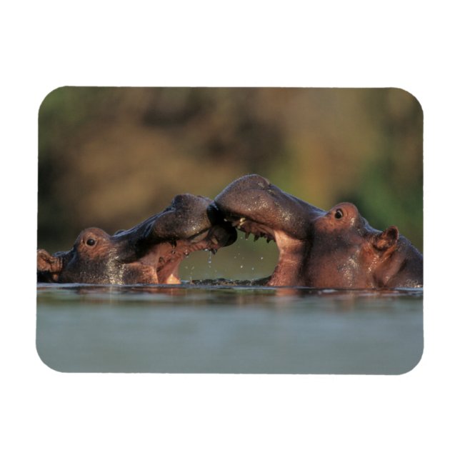 Magnet Flexible Hippopotames (Hippopotamus Amphibius) Lutte (Horizontal)