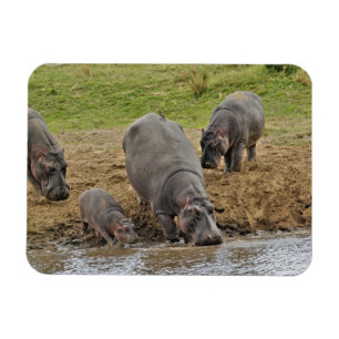 Magnet Flexible Hippopotamus, Hippopotamus amphibius, Serengeti