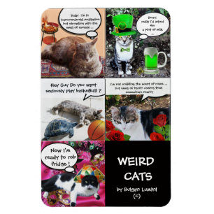MAGNET FLEXIBLE HISTOIRES DE CHAT WEIRD