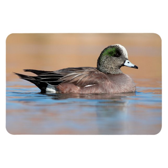 Magnet Flexible Homme American Wigeon (Horizontal)