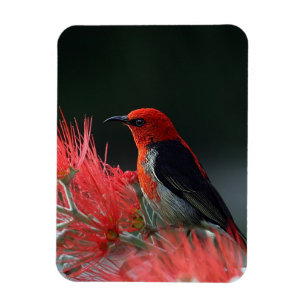 Magnet Flexible Honneur de Scarlet Oiseau exotique