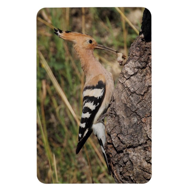 Magnet Flexible Hoopoe Feeding Nestling (Vertical)