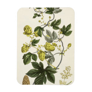 Magnet Flexible Hop Vine, de "The Young Landsman", publié par Vie