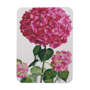 Magnet Flexible Hortensia