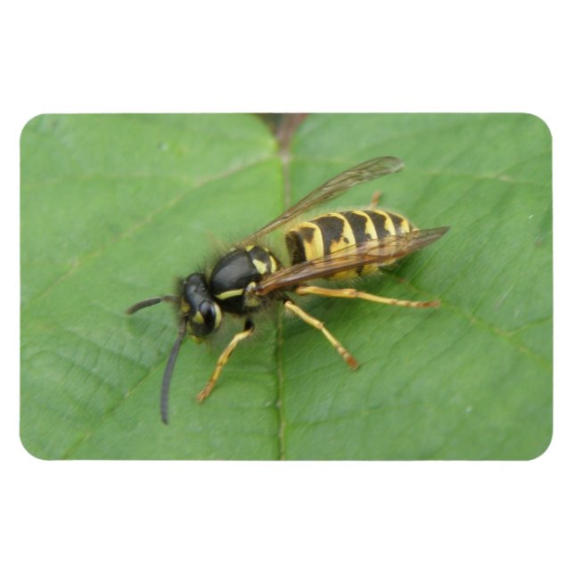 Magnet Flexible Hoverfly sur un aimant Premium feuille (Horizontal)