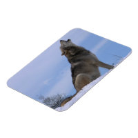 Howling Loup de bois de l'Alaska