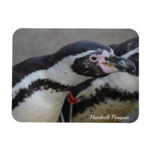 Magnet Flexible Humbolt Penguin au zoo de Drusillas dans l'est du 
