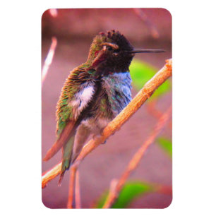 Magnet Flexible Humming Bird