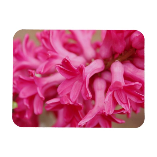 Magnet Flexible Hyacinth rose (Horizontal)