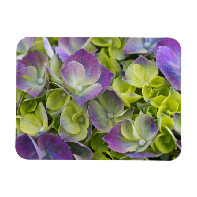 Magnet Flexible Hydrangea du jardin de Keukenhof (Horizontal)