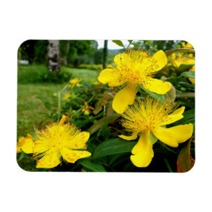 Magnet Flexible Hypericum calycinum