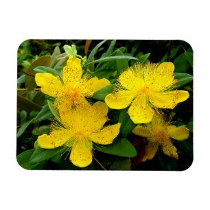 Magnet Flexible Hypericum calycinum